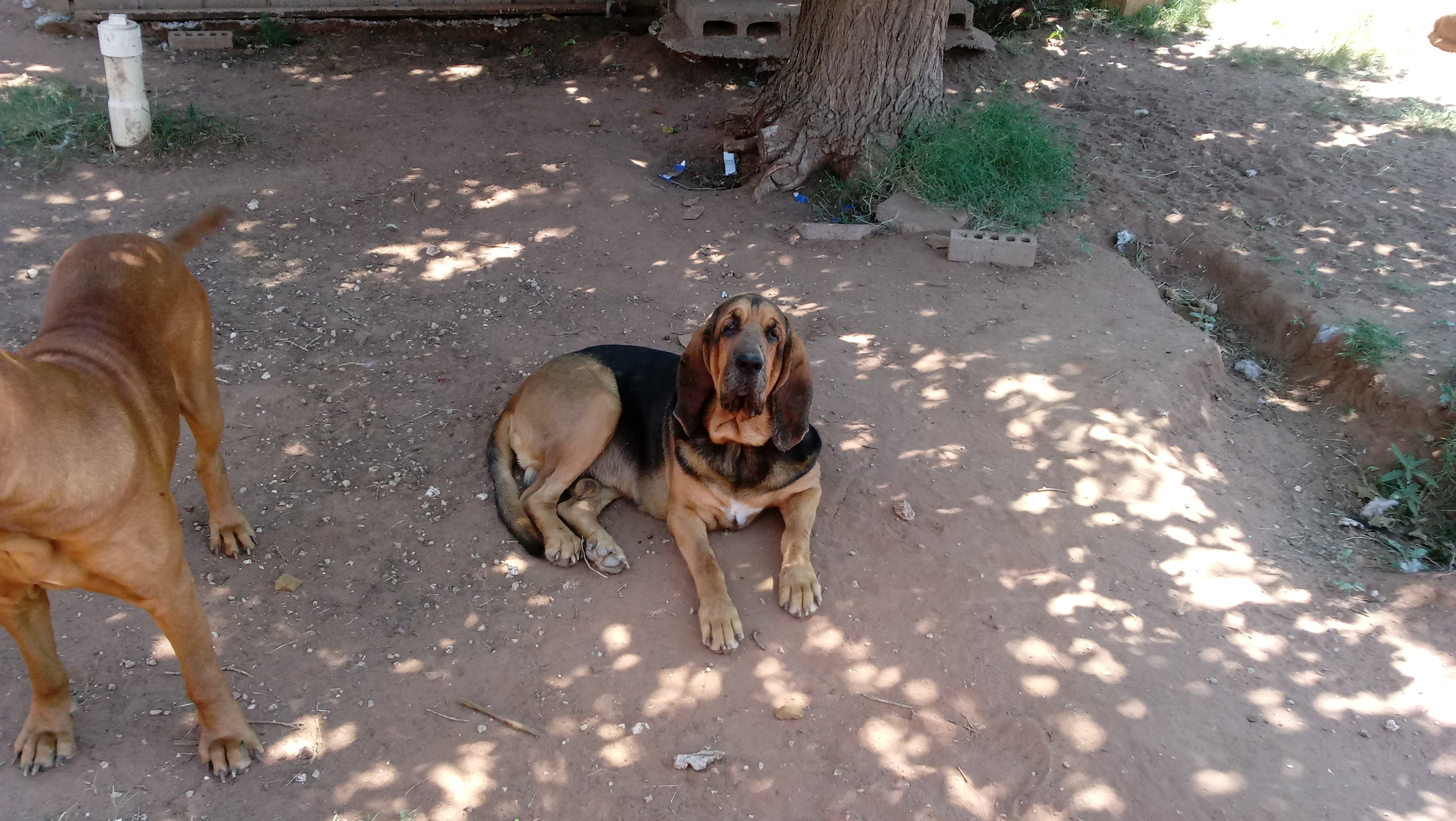 Hound-Ears Kennels & LLB Farms Albemarle
