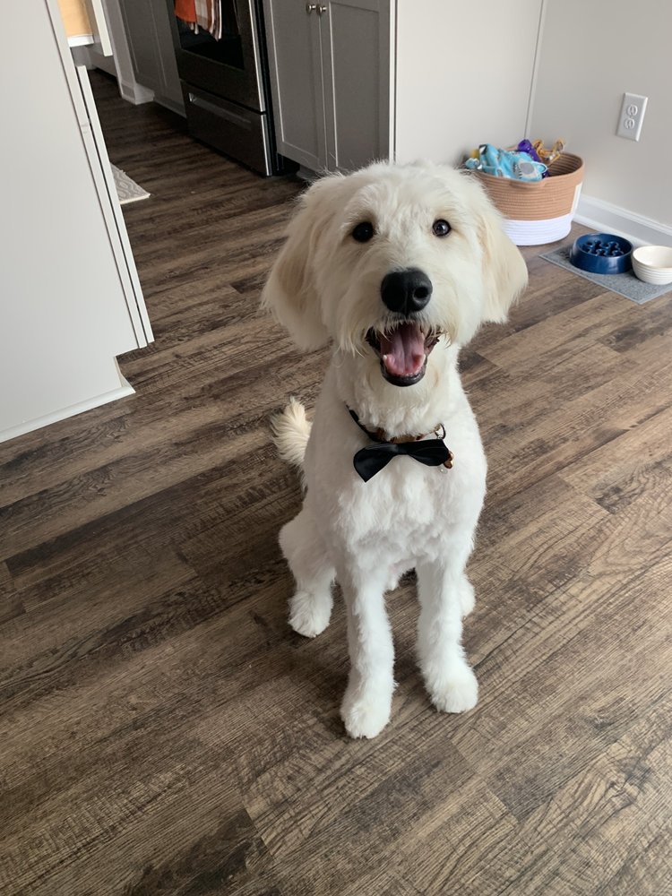 I'm In Doggy Heaven Locust