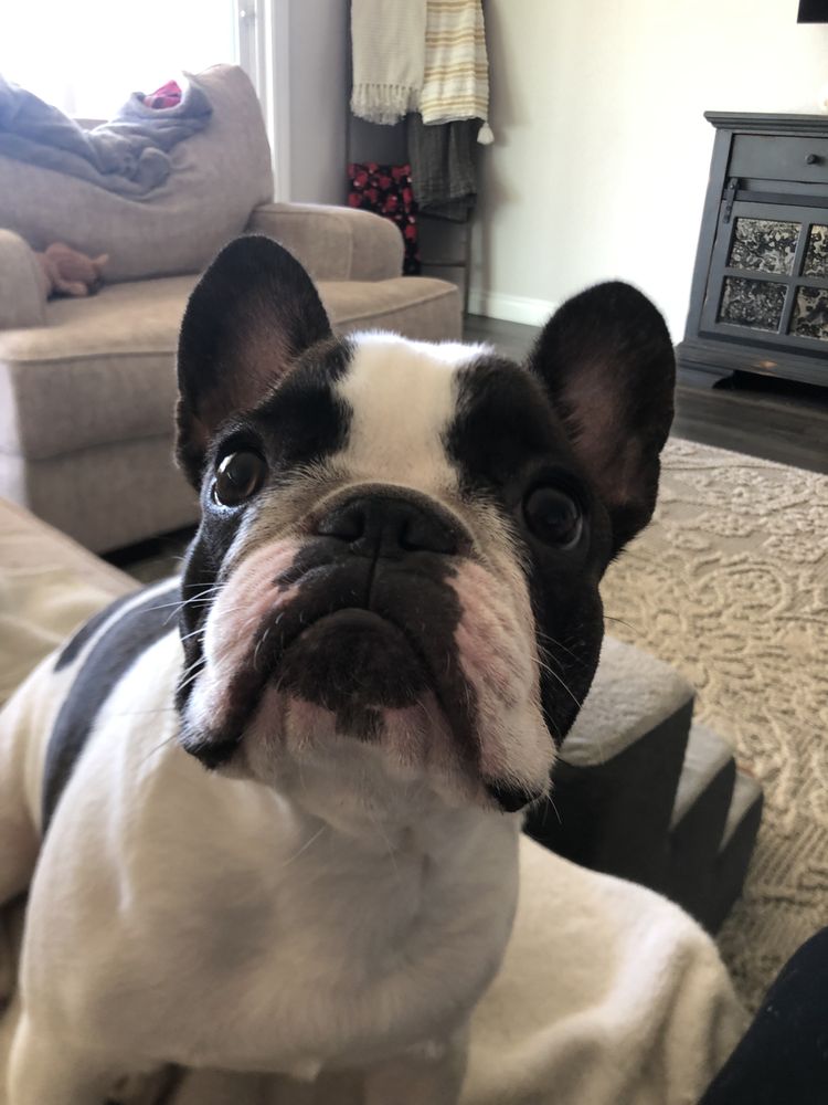 Happy At Home Pet Sitting Fargo