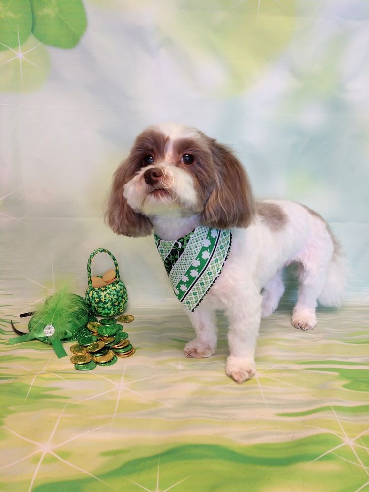 Fairytale Grooming Bellevue