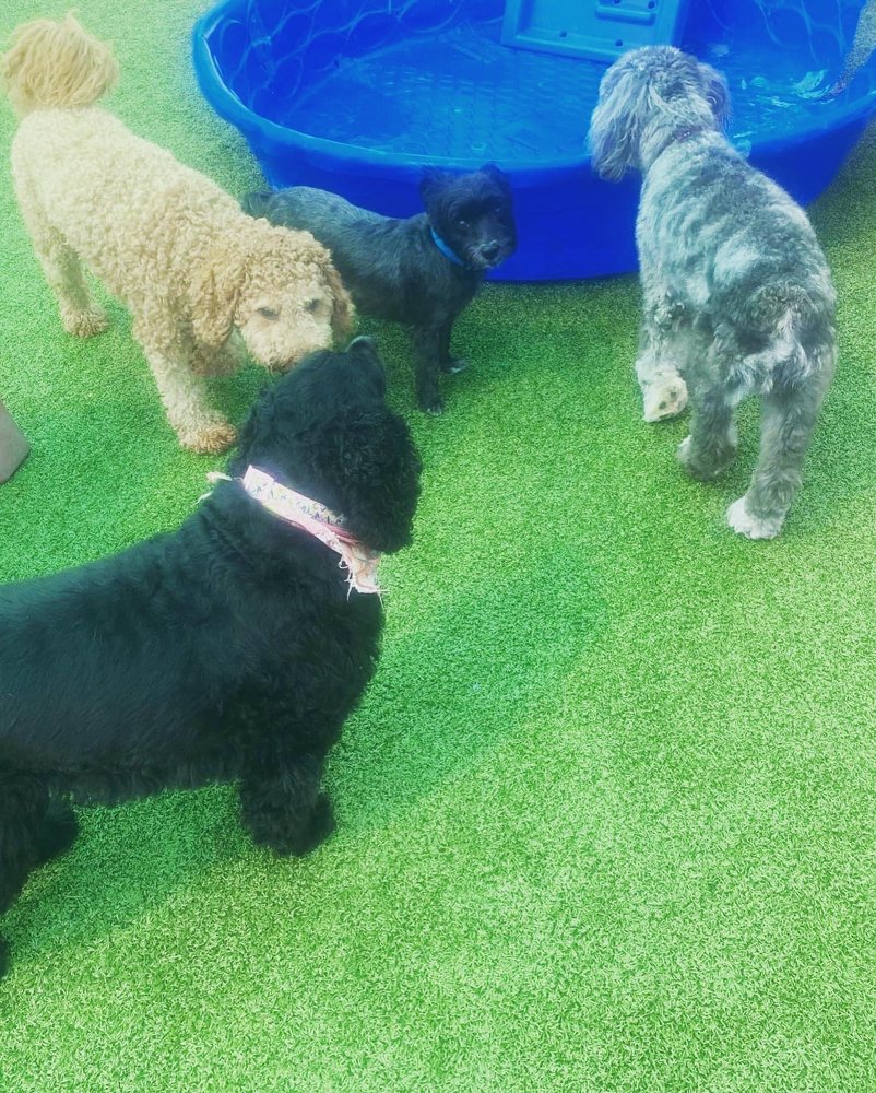 Pet Facilities in Freehold, New Jersey Pet Stores, Grooming, Pet Care