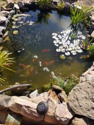 Absolute Landscaping and Pond Maintenance LLC