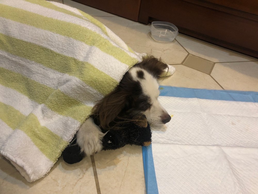 College Garden Animal Hospital: Glaser Linda DVM Roswell