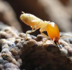 Statewide Termite & Pest