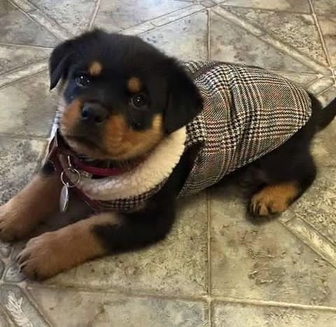 Sonia's Pet Grooming Brooklyn