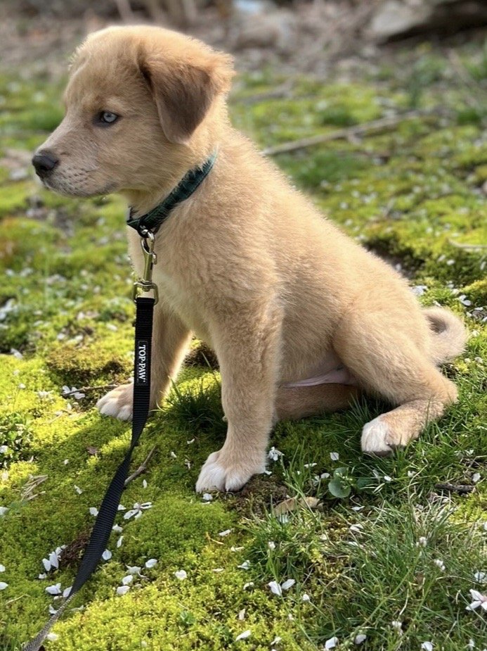 Pawsafe Animal Rescue Carmel Hamlet