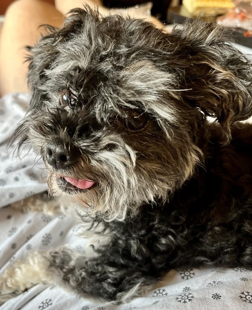 Doggy Be Good Kennel Camp & Grooming Salon College Point