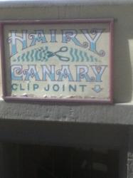 Hairy Canary Clip Joint