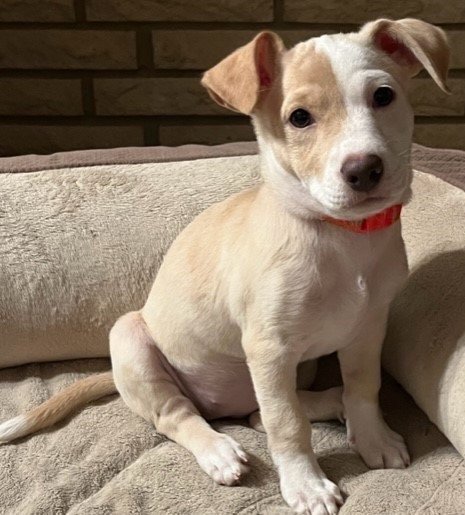 Petco Dog Training Niagara Falls