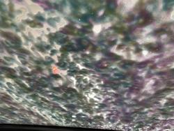 Rapid Car Wash