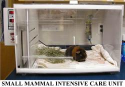 Georgetown Animal Clinic, PC: Erika Sorge, DVM