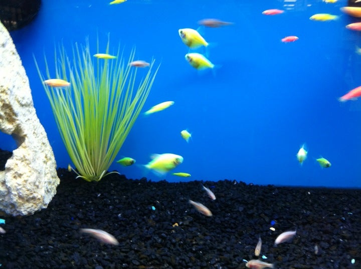 Photo credit: yellowpages