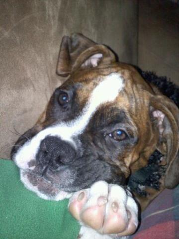 Harlequin Haven Great Dane Rescue Bethel