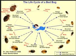 Bed Bug Heater Rentals Oh