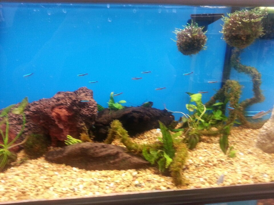 Photo credit: yellowpages