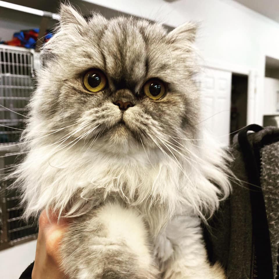 Graf Tristan J DVM Duncan