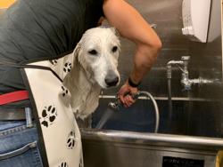 Bend Pet Express & Dog Wash