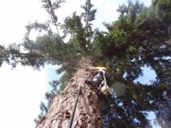 Oregon Woodsmen Tree Service