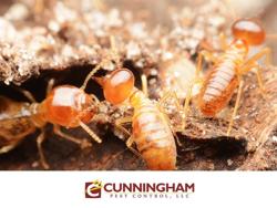 Cunningham Pest Control, LLC