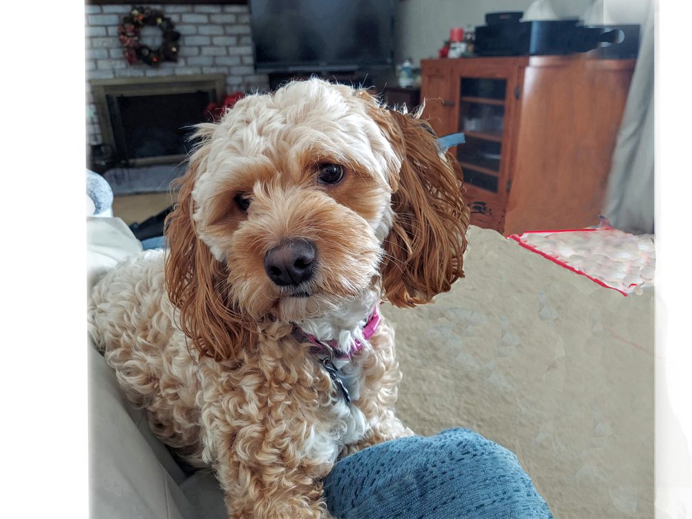 Mardis' Dog Salon Mechanicsburg