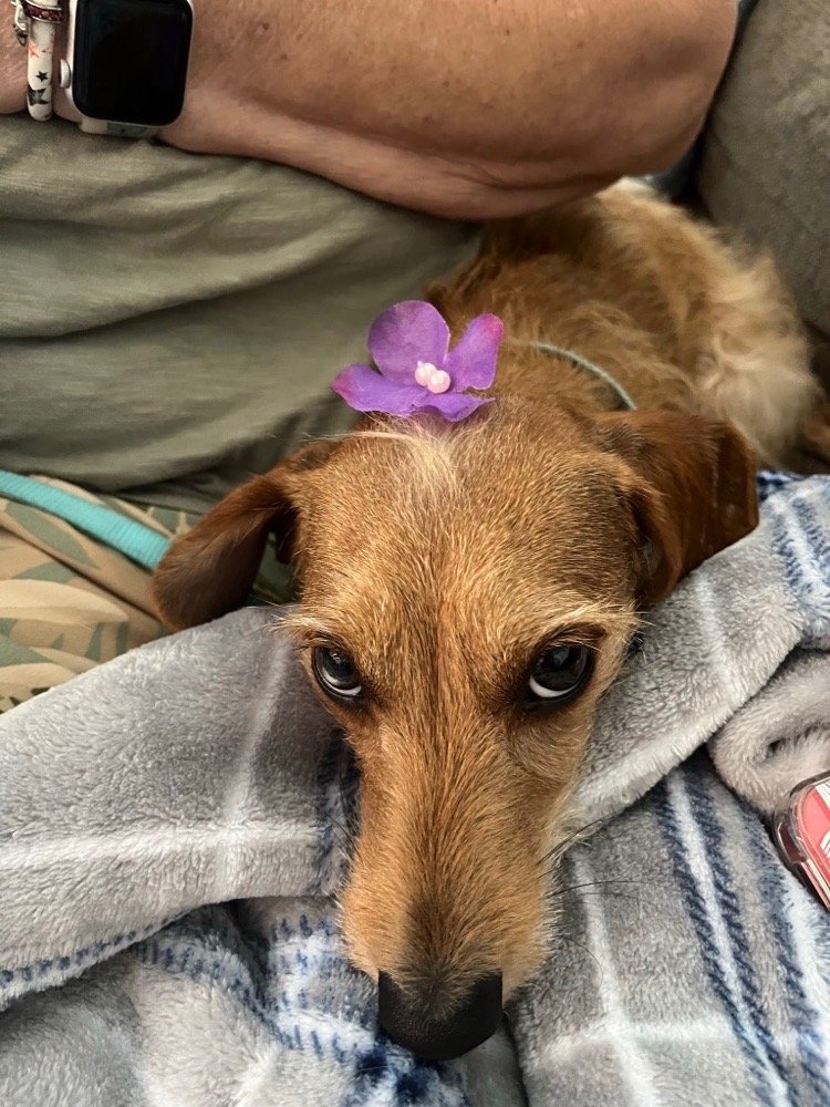 Hair-The Dogs Pet Salon & Spa Aiken