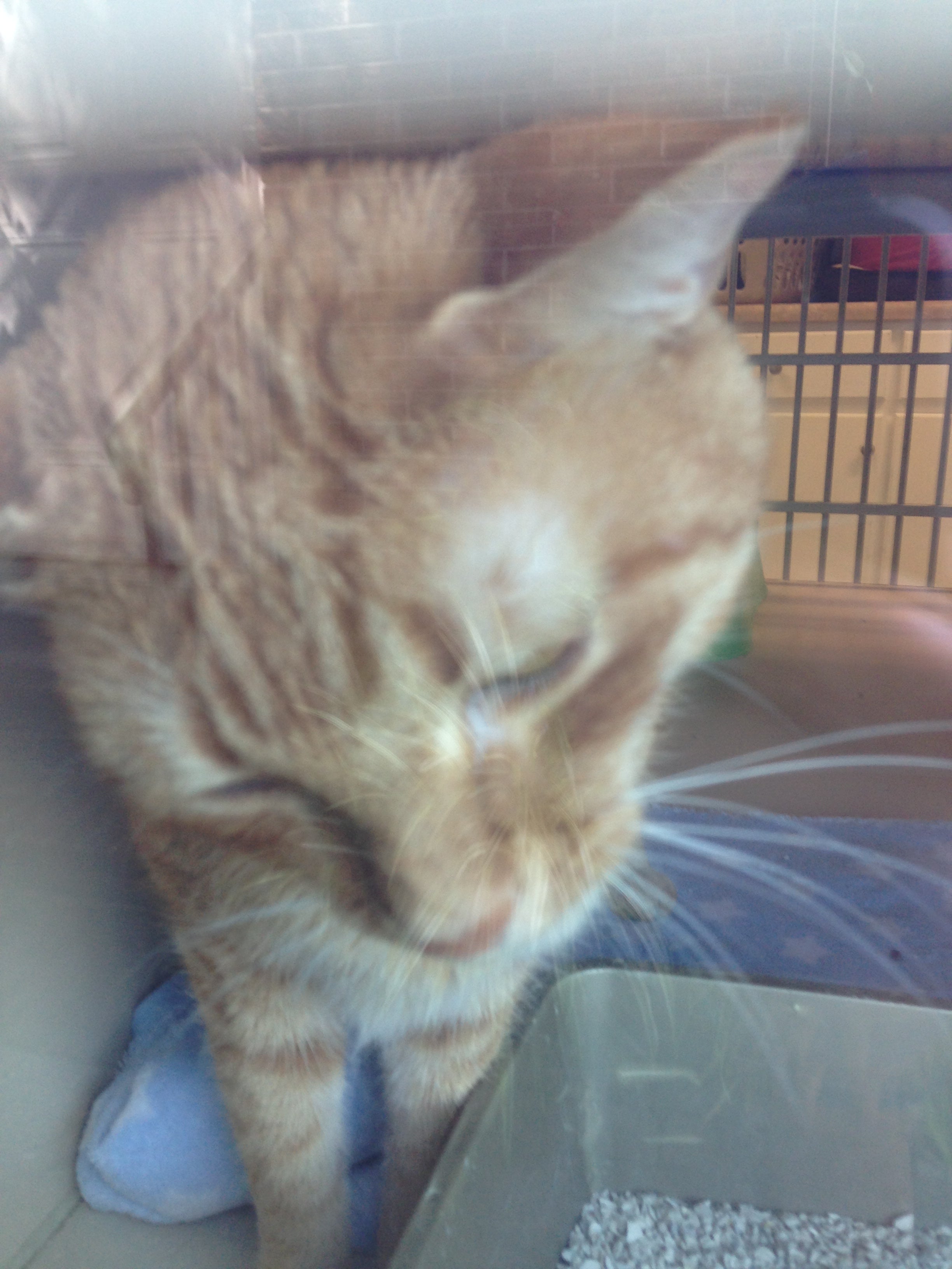 Lakeside Animal Hospital: West William E DVM Moncks Corner