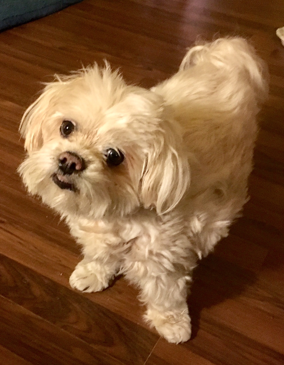 Andrews Debra a DVM Surfside Beach