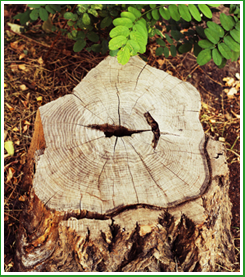 Forest Wind Landscaping, Inc.