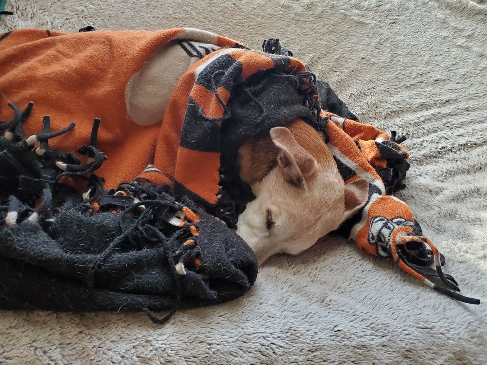 Dickinson Animal Hospital: Honeycutt Lori DVM Dickinson