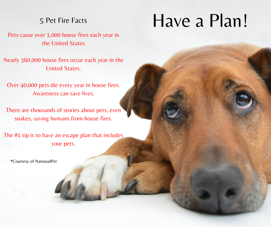 Brandenberger Kelly DVM Marble Falls