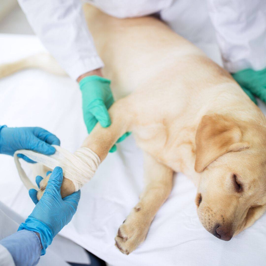 All Caring Animal Clinic San Angelo