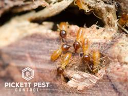Pickett Pest Control