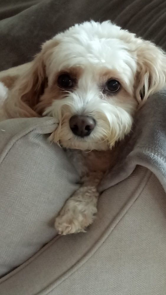 Companion Animal Clinic: Frisch Jessica DVM Gainesville