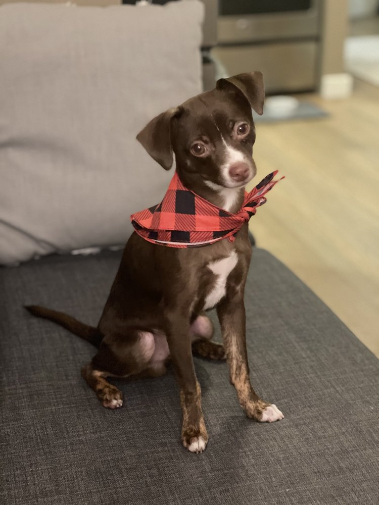 rudy's friends dog training, Inc. Reston