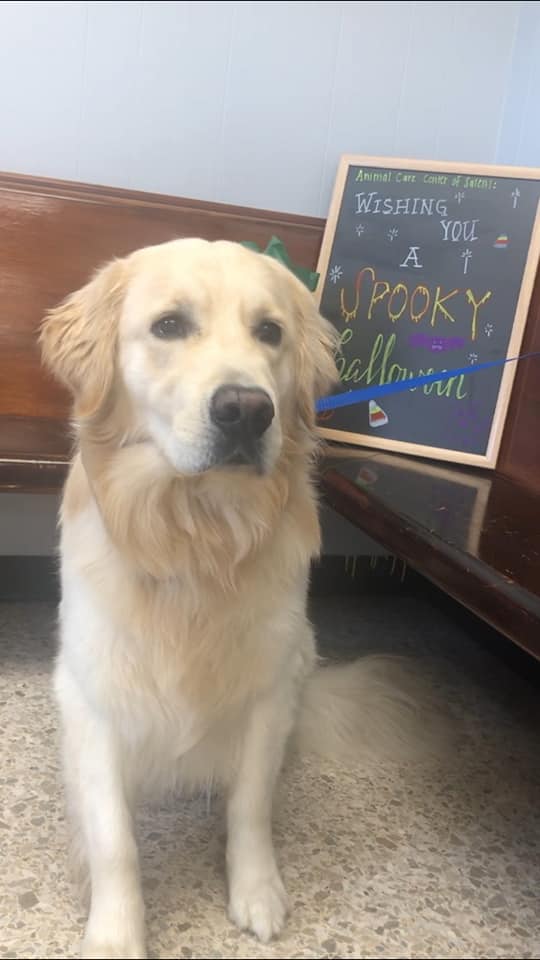 Kimberly Noel, DVM Salem