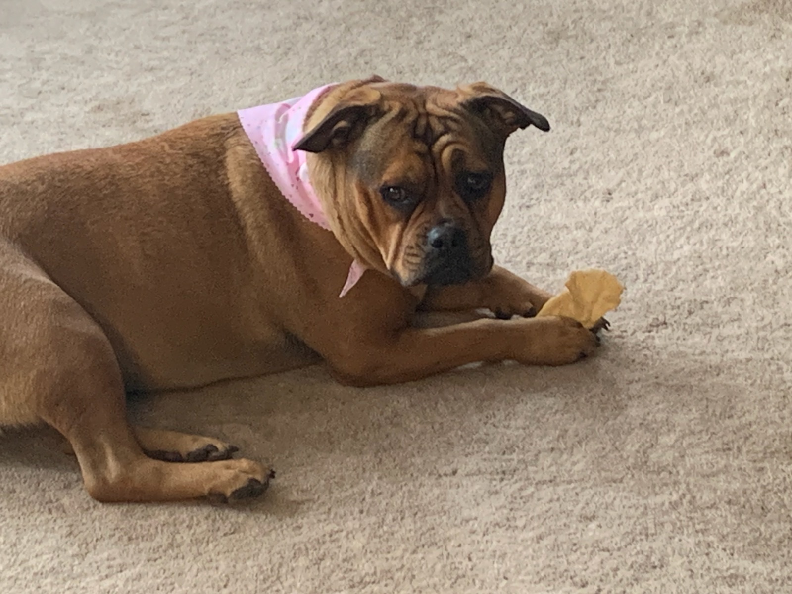 Advanced Care Animal Clinic: Blair Kayleen DVM Arlington