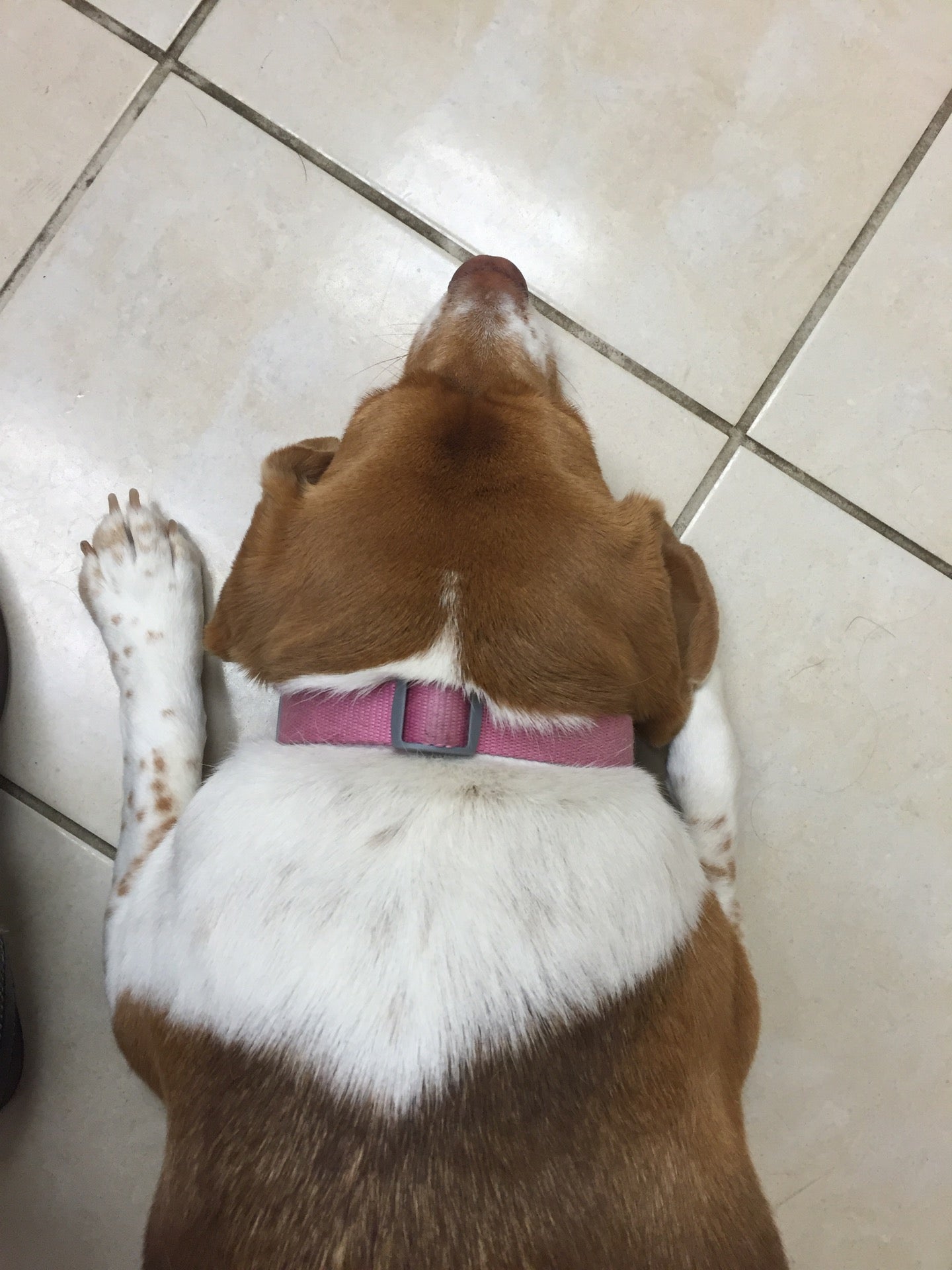 Thorson Susan M DVM Kennewick