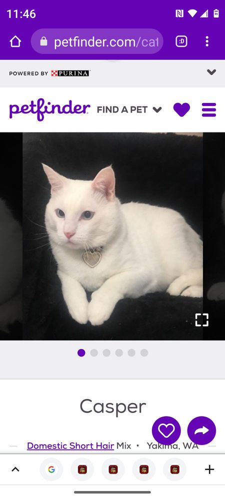 Yakima Valley Pet Rescue Yakima