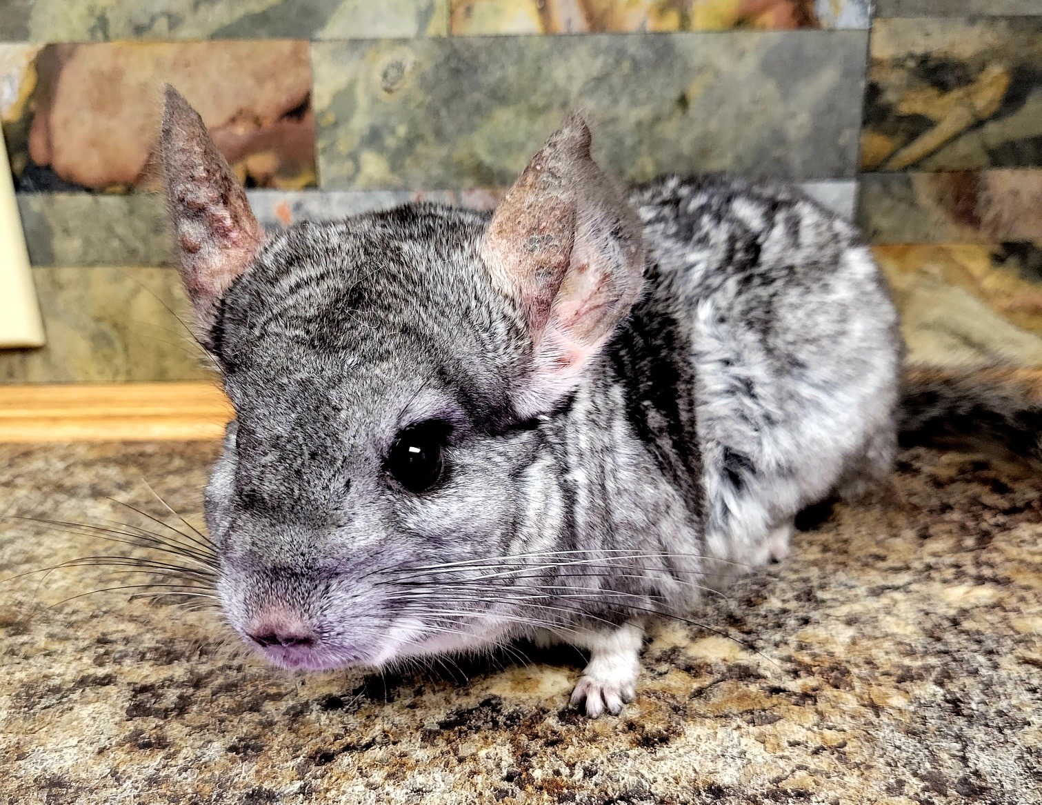 Katherine Conlin, DVM West Bend